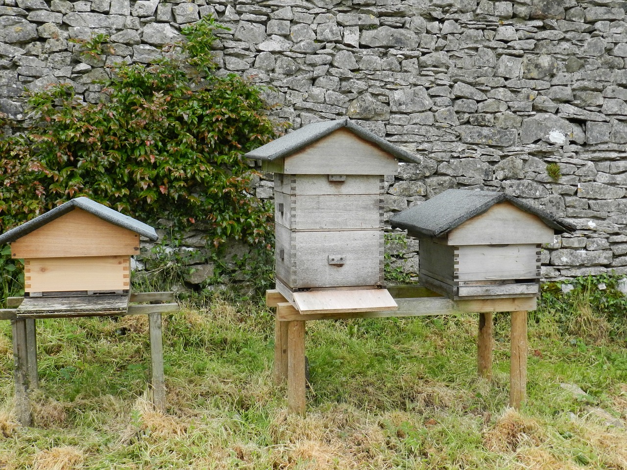 beehives beekeeping bee free photo