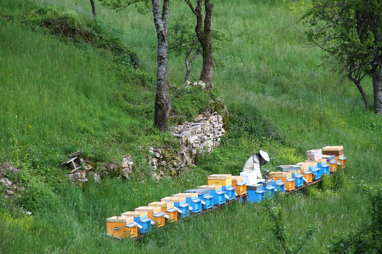 beekeeper api honey free photo