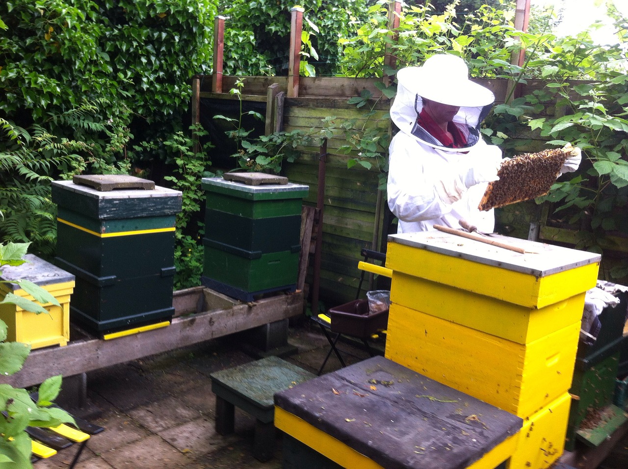 beekeeper bees cabinets free photo