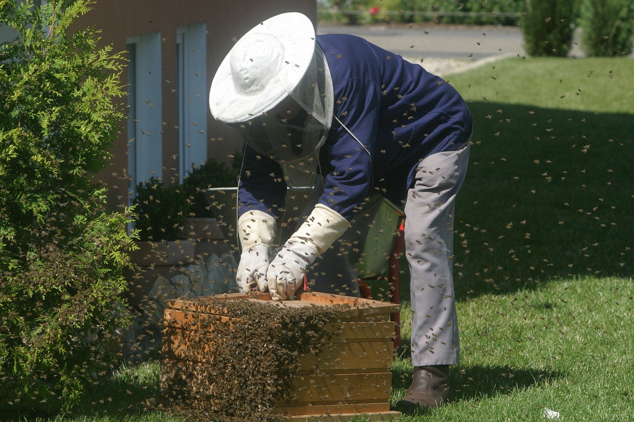 beekeeper bees garden free photo