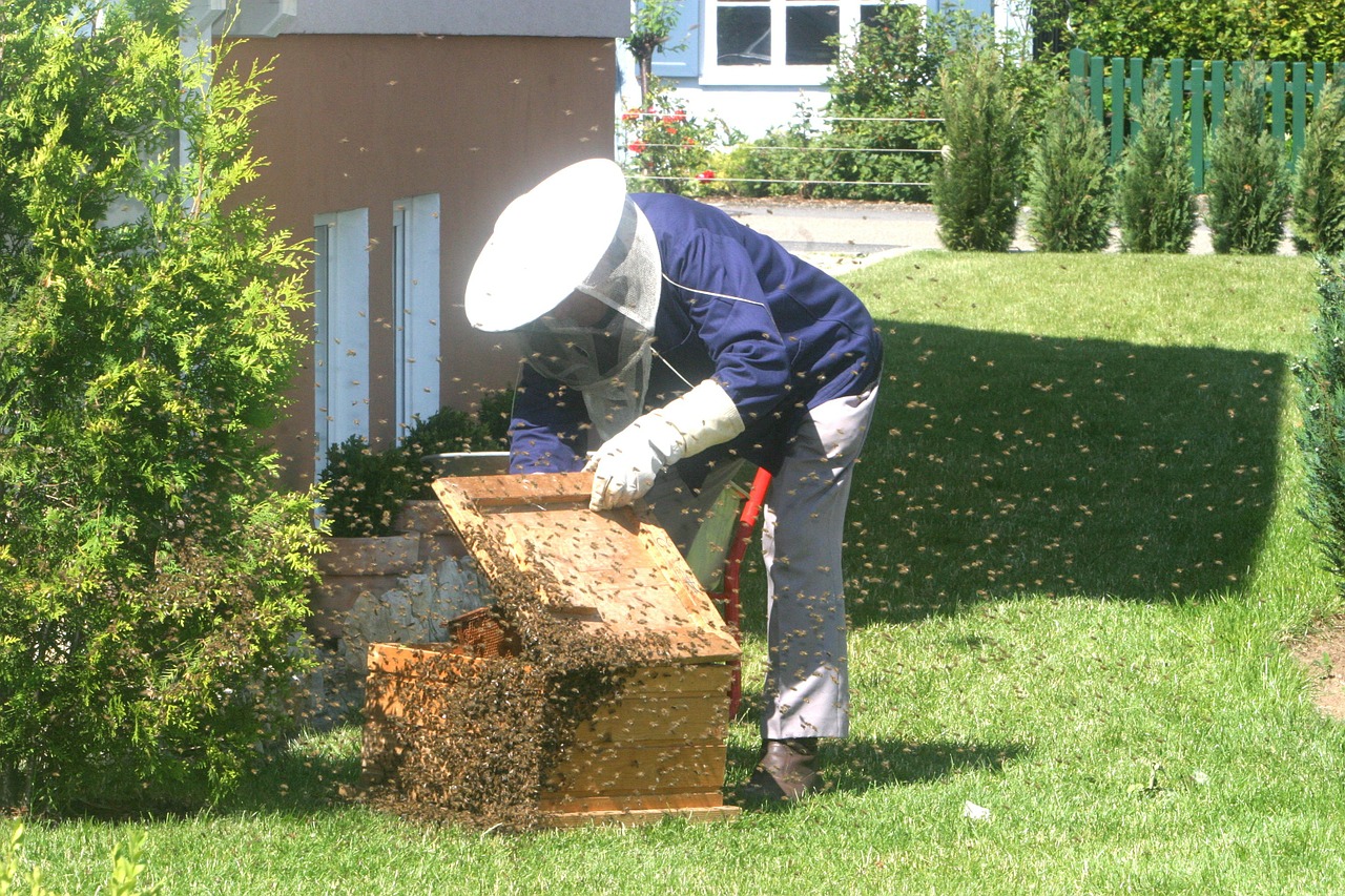 beekeeper bees garden free photo