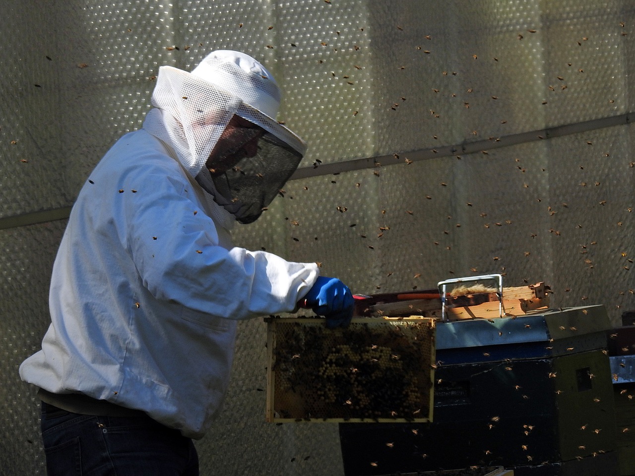 beekeeper bees bee hives free photo