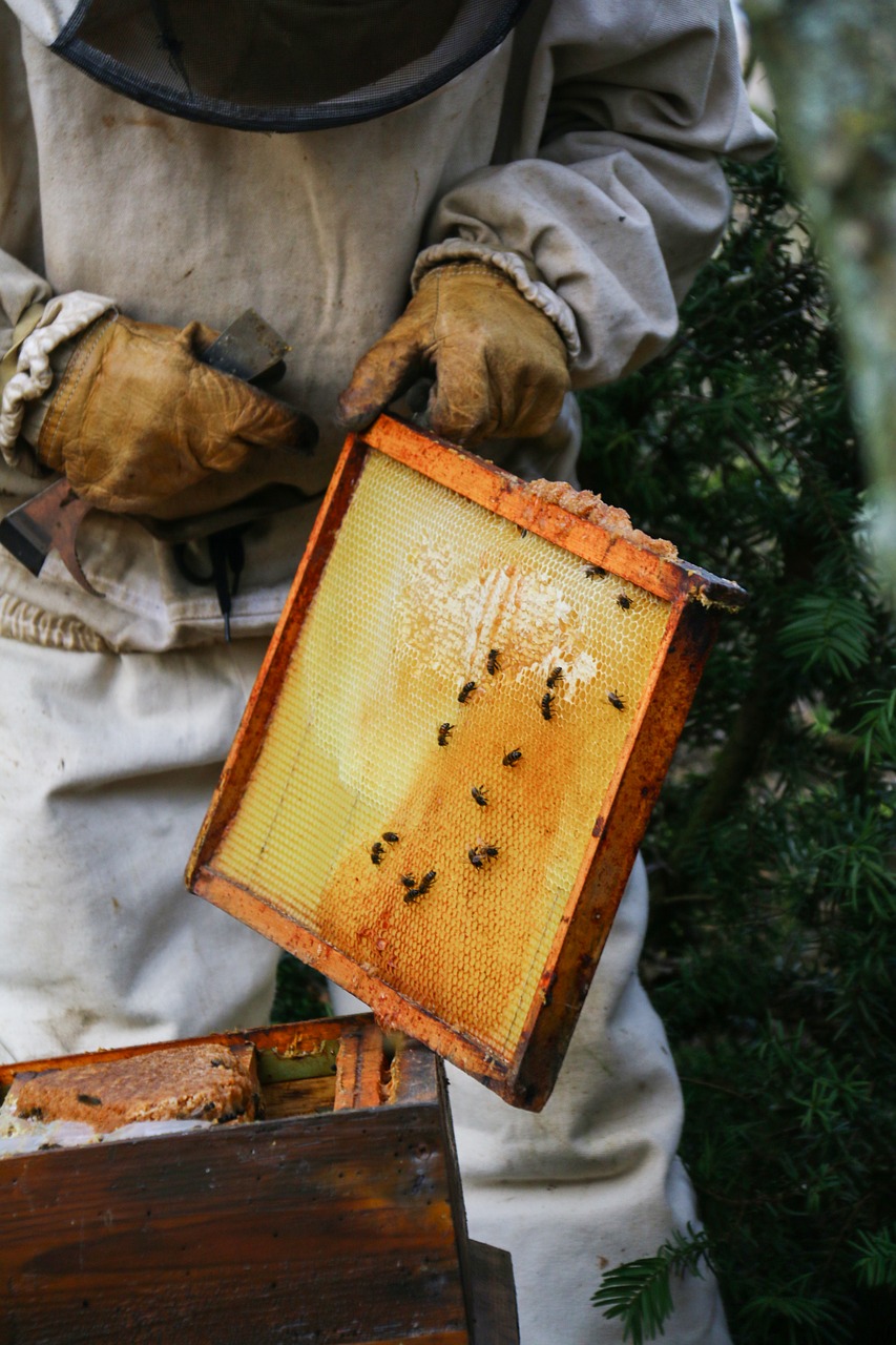 beekeeper honey hive free photo