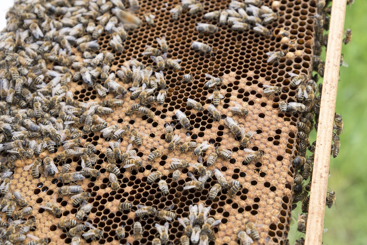 beekeeper bees beehive free photo