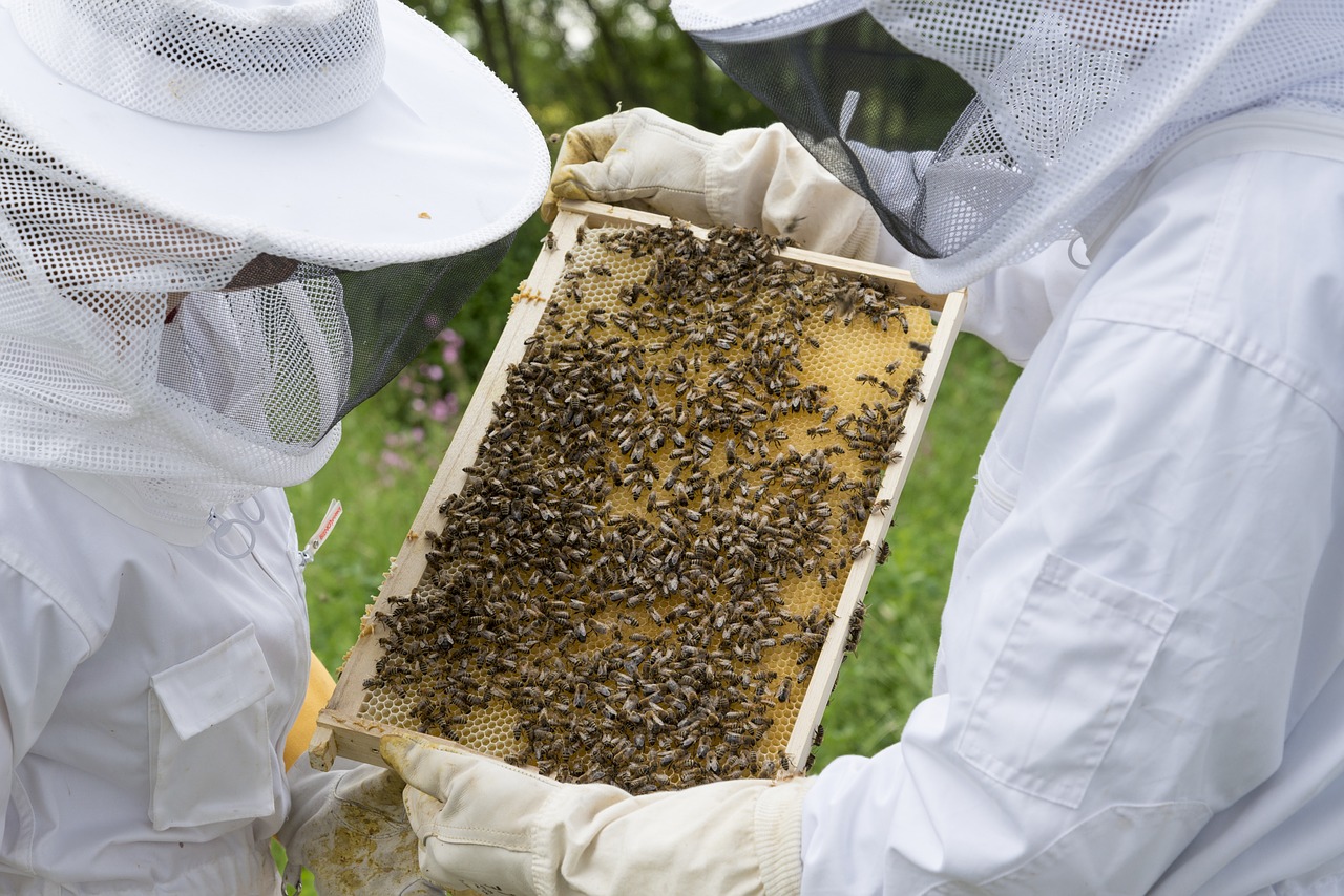 beekeeper bees beehive free photo