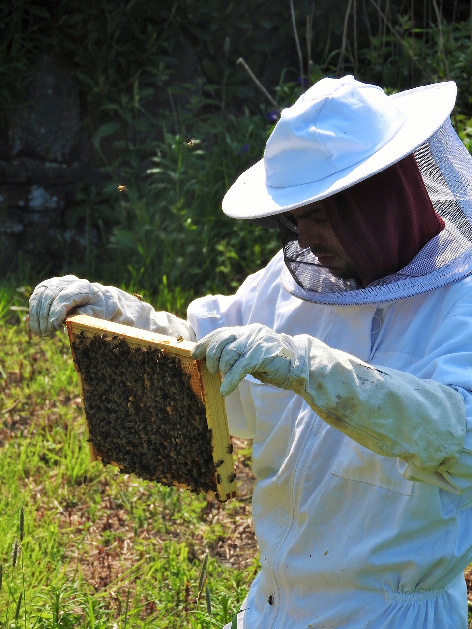 beekeeper apiarist beehive free photo
