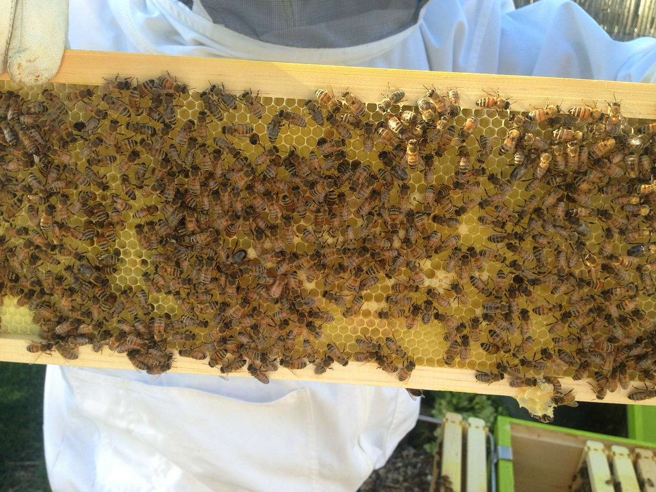 beekeeper honey bees free photo