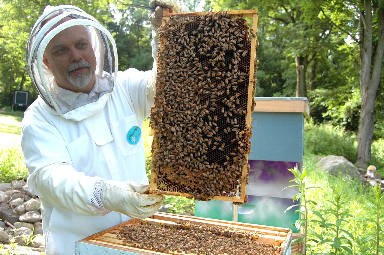 beekeeper frame beehive free photo