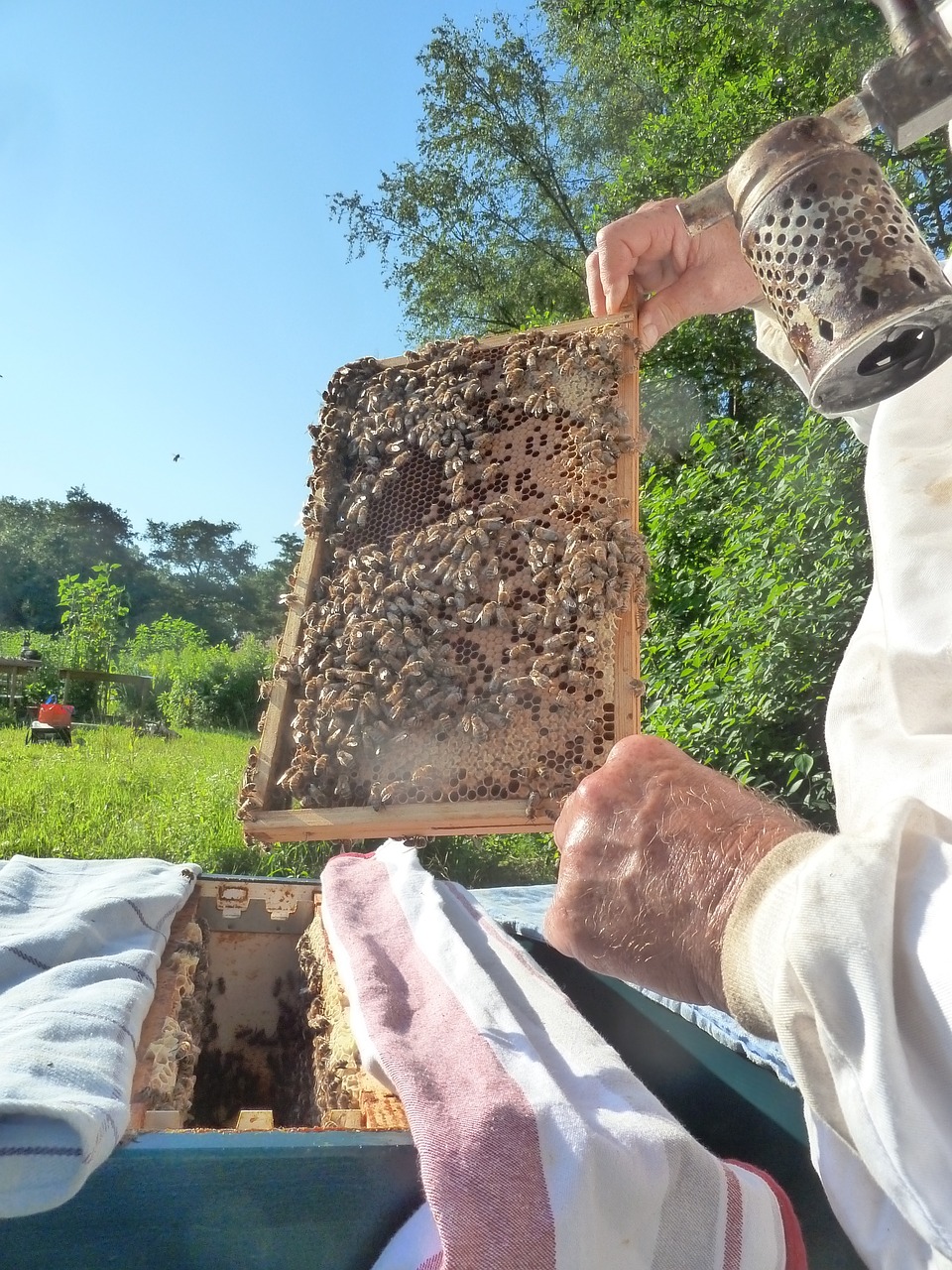 beekeeper bees honeycomb free photo