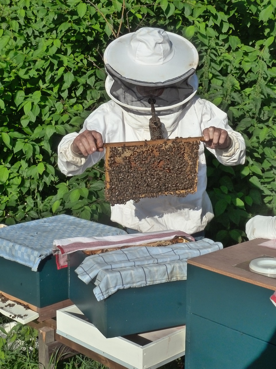 beekeeper breeding aflegger bees free photo