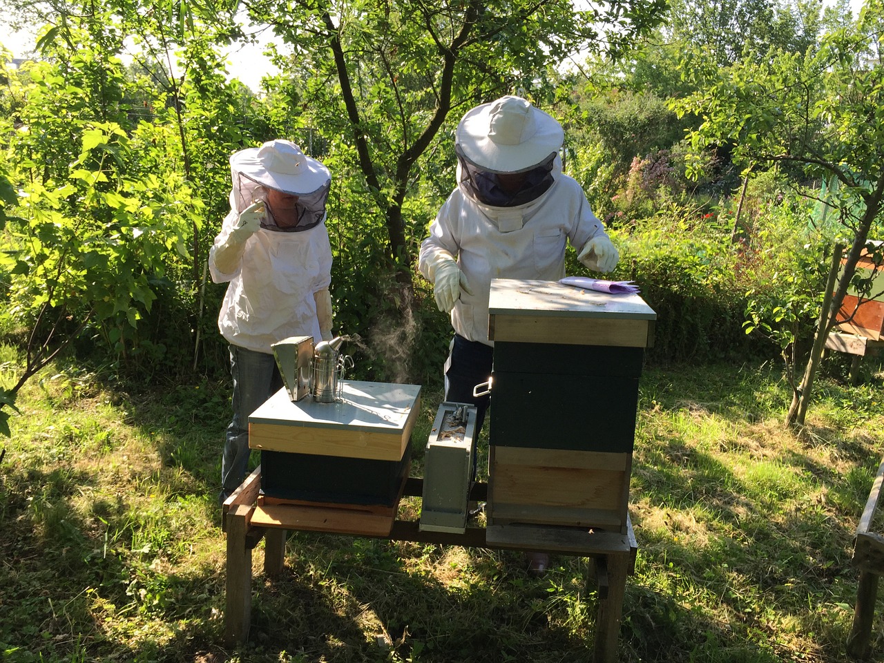 beekeepers bees hive free photo