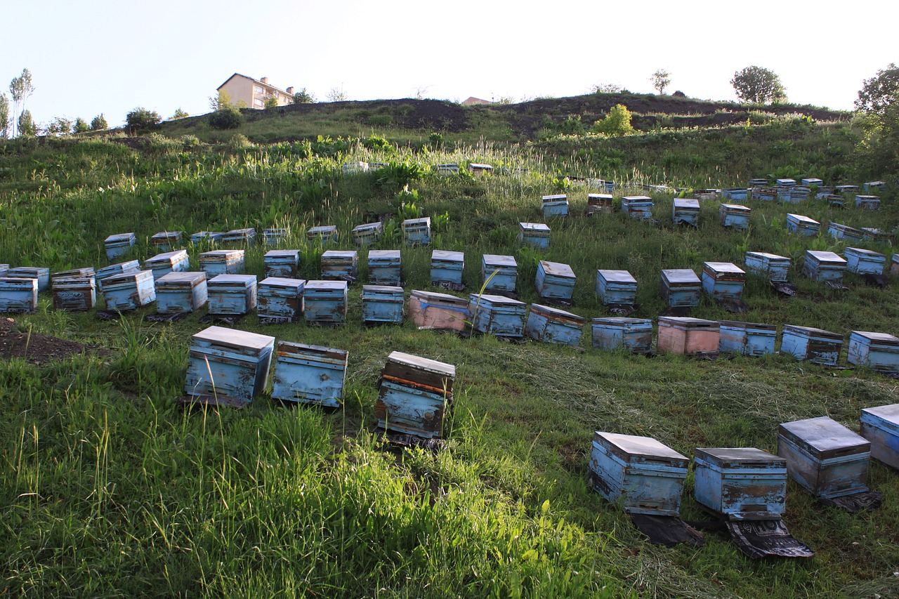 beekeeping hive mountain free photo