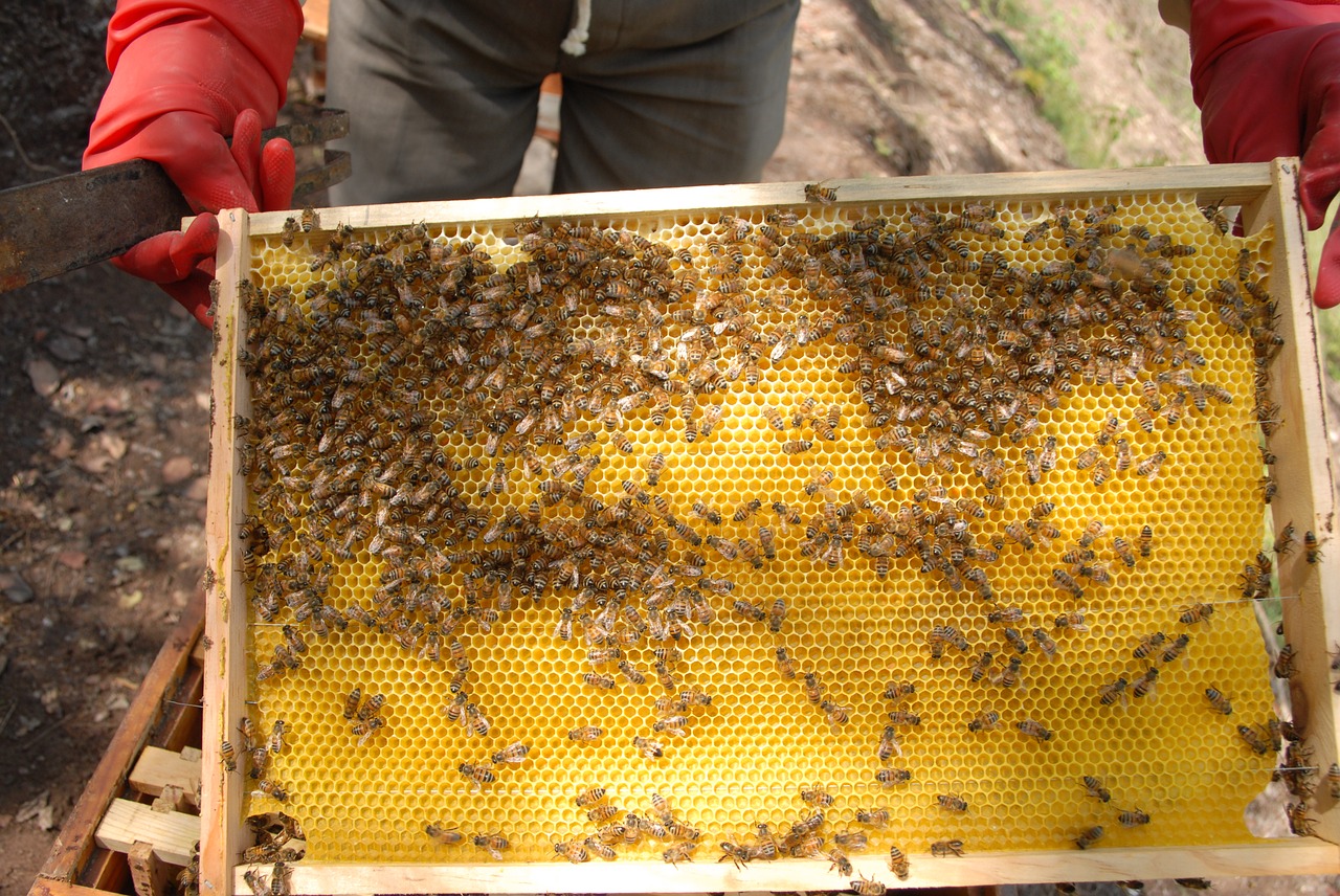 beekeeping hive honey free photo