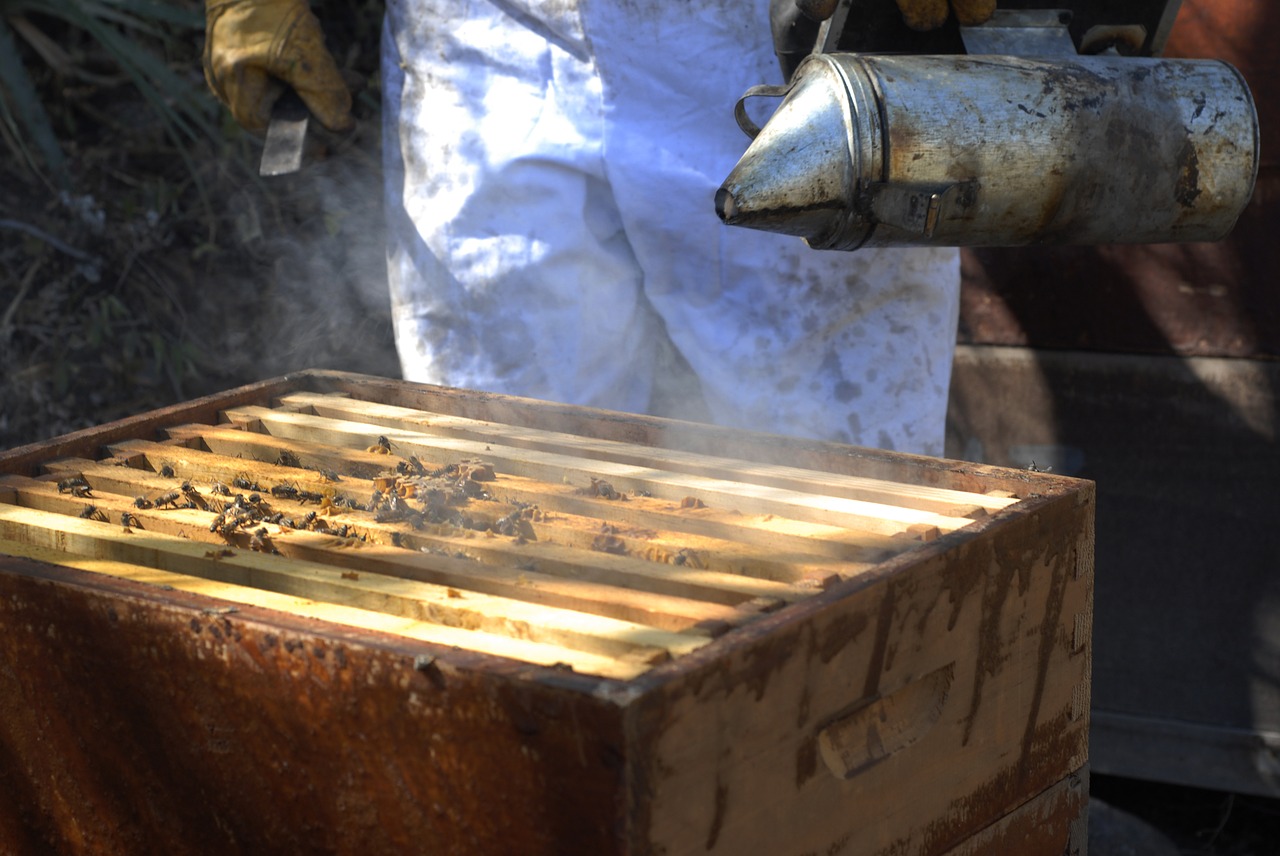 beekeeping bees honey free photo