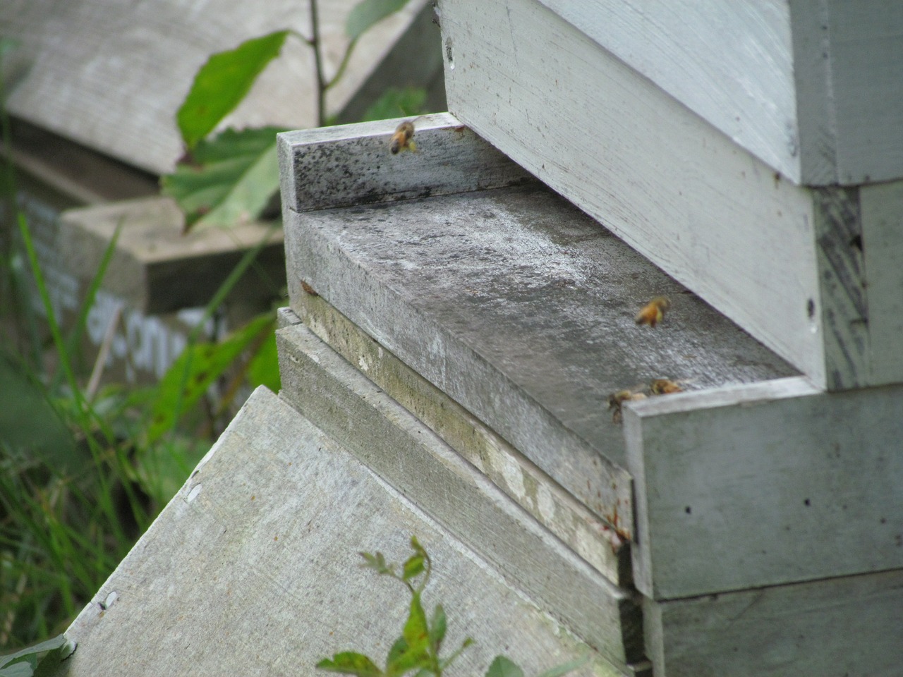 beekeeping bee honey free photo