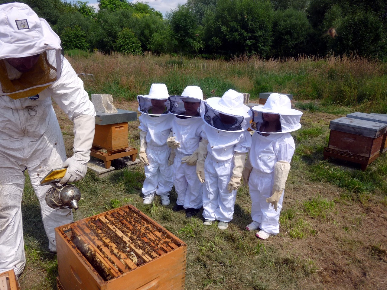 beekeeping course learn free photo
