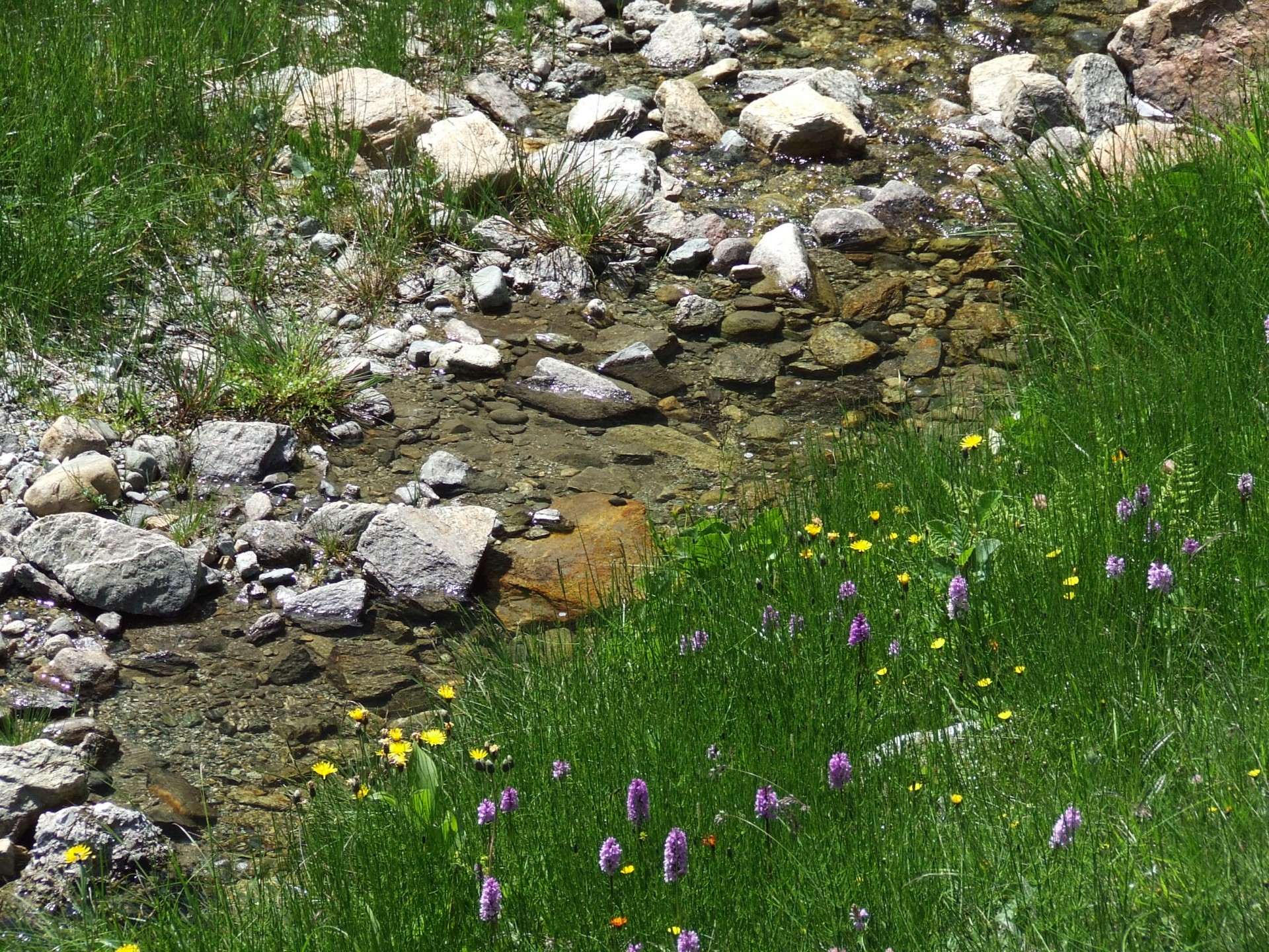 stream stones flowers free photo