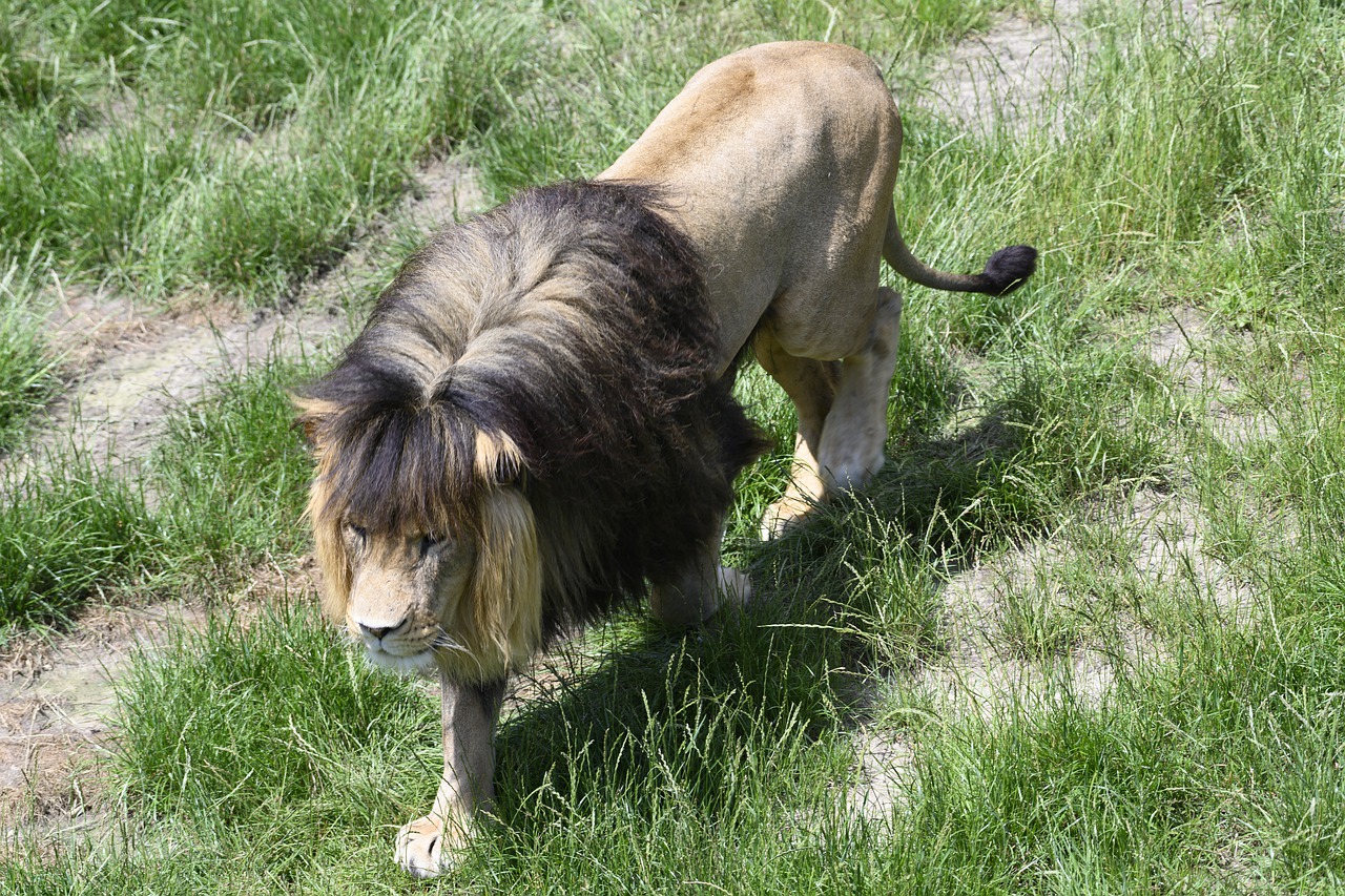 beekse bergen  lion  predator free photo
