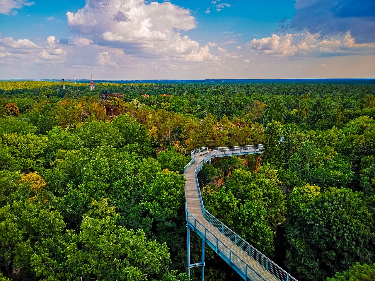 beelitz heilstätten  abandoned  trees free photo