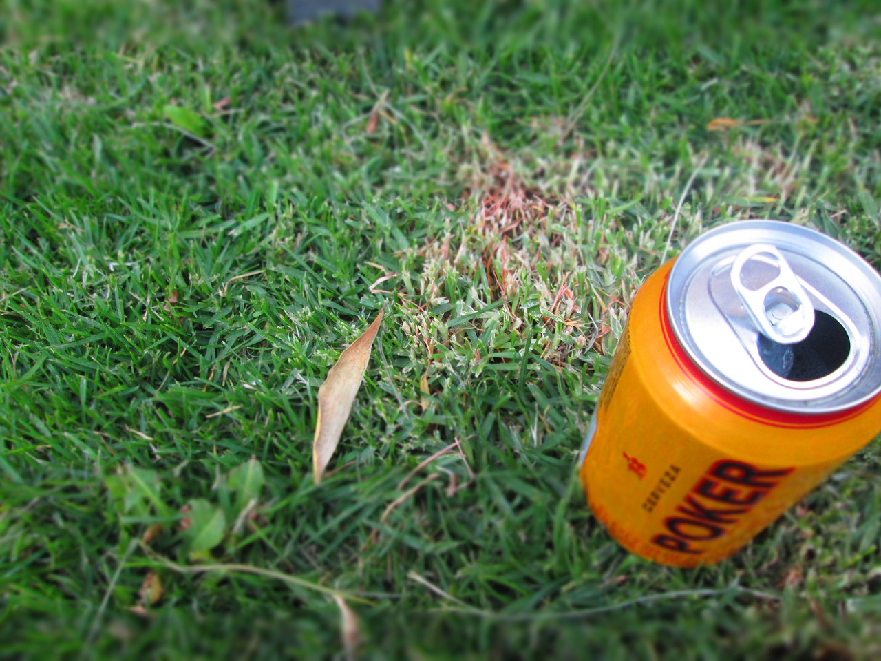 beer grass nature free photo