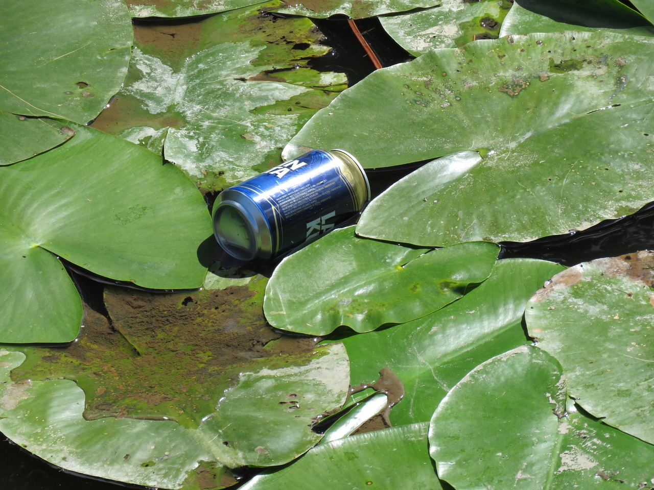 dust beer can water lily free photo