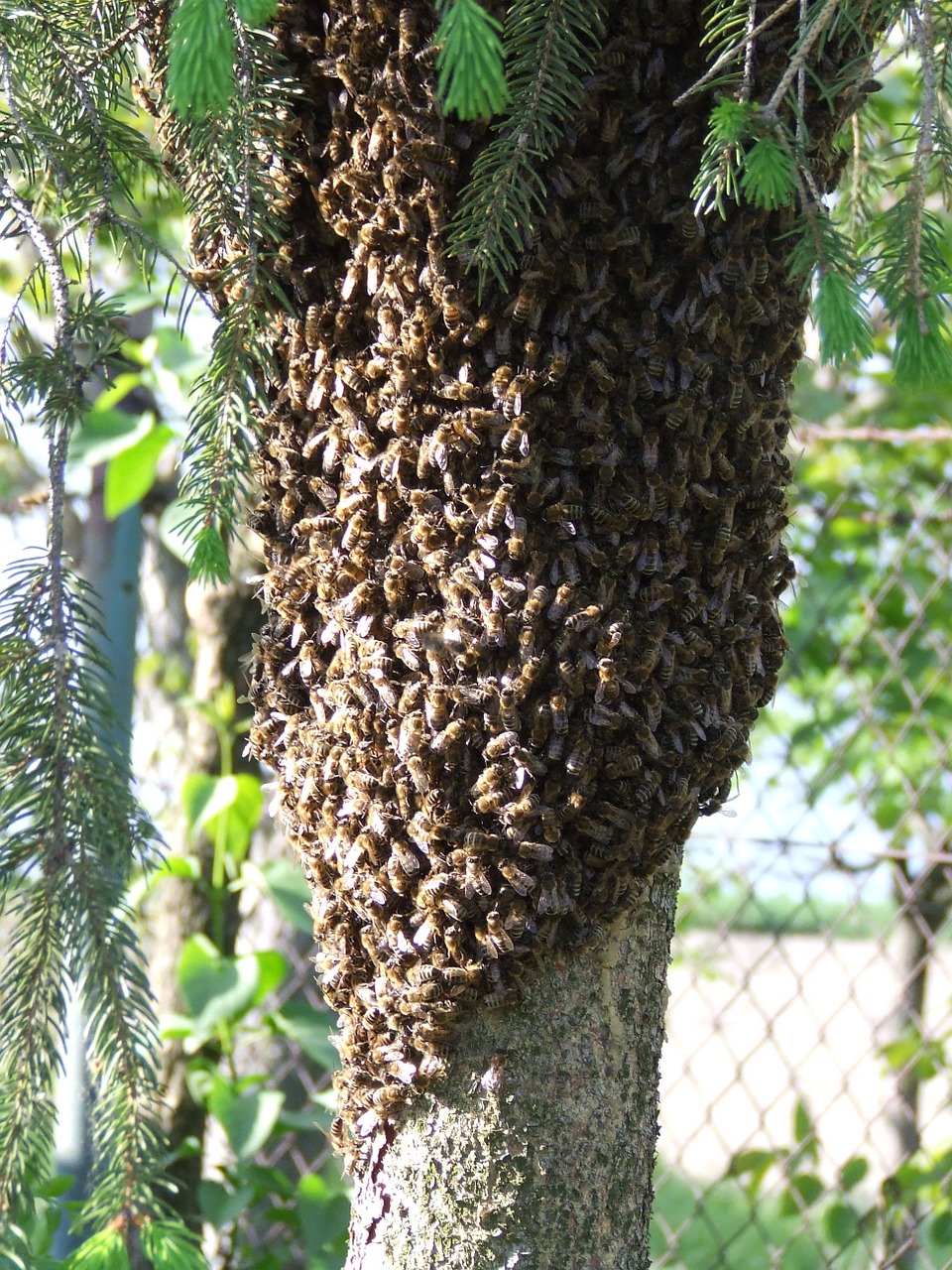 bees insects swarm free photo