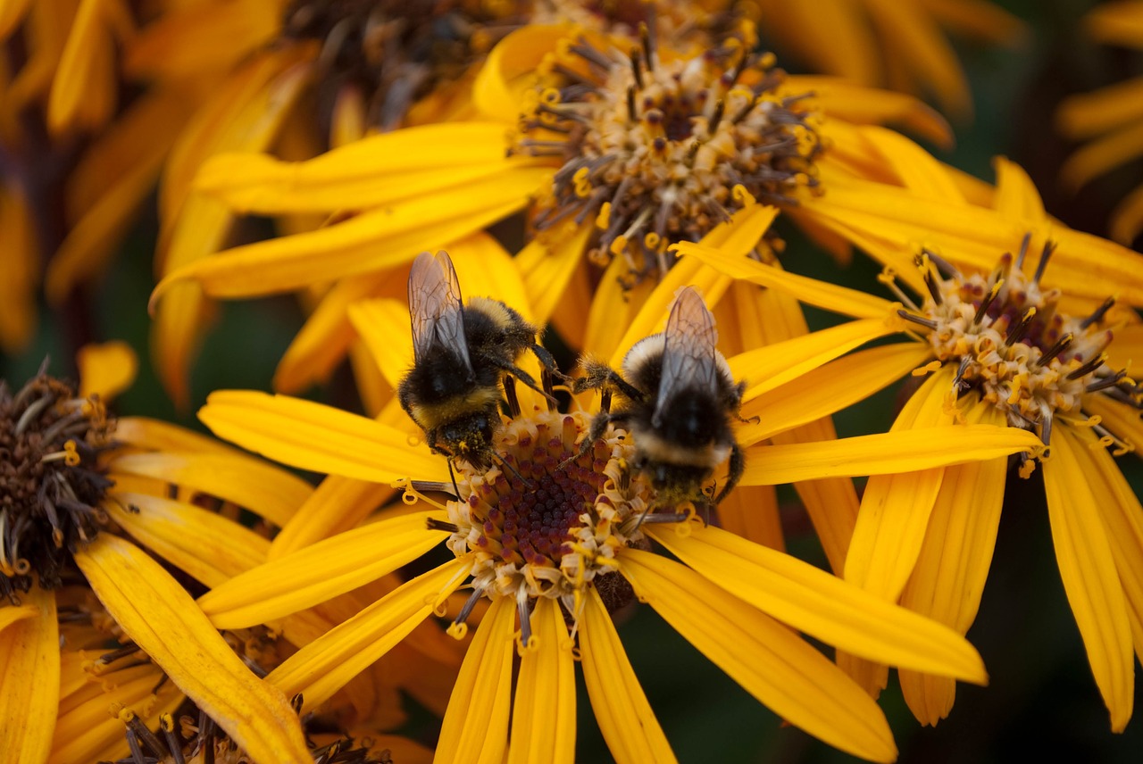 bees yellow insect free photo