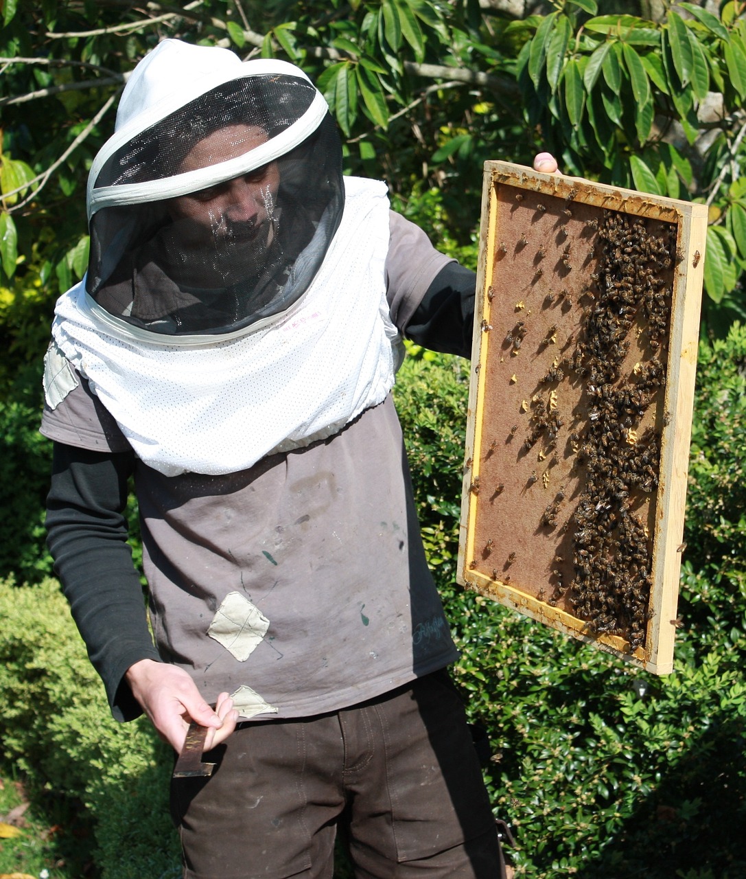 bees beekeeping honey free photo