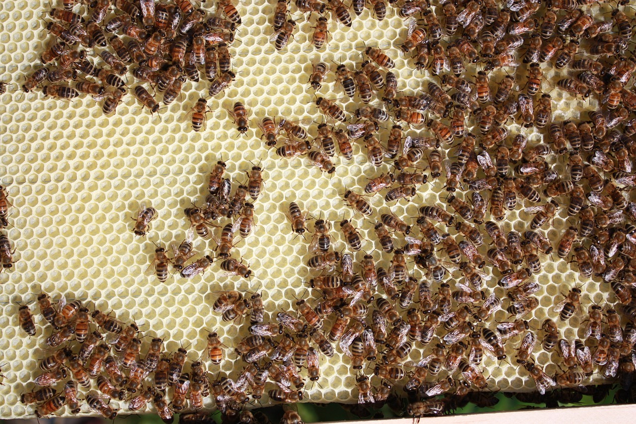 bees beekeeping honey free photo
