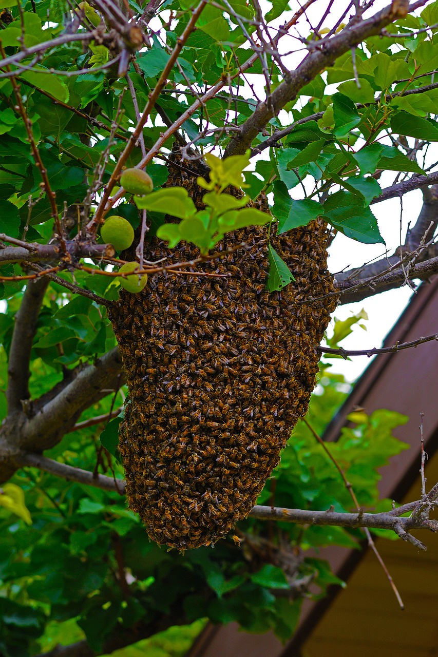 bees honeybees moving hive free photo