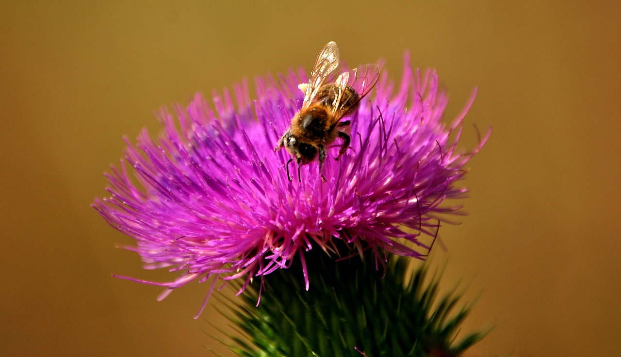 bees thistle silymarin free photo