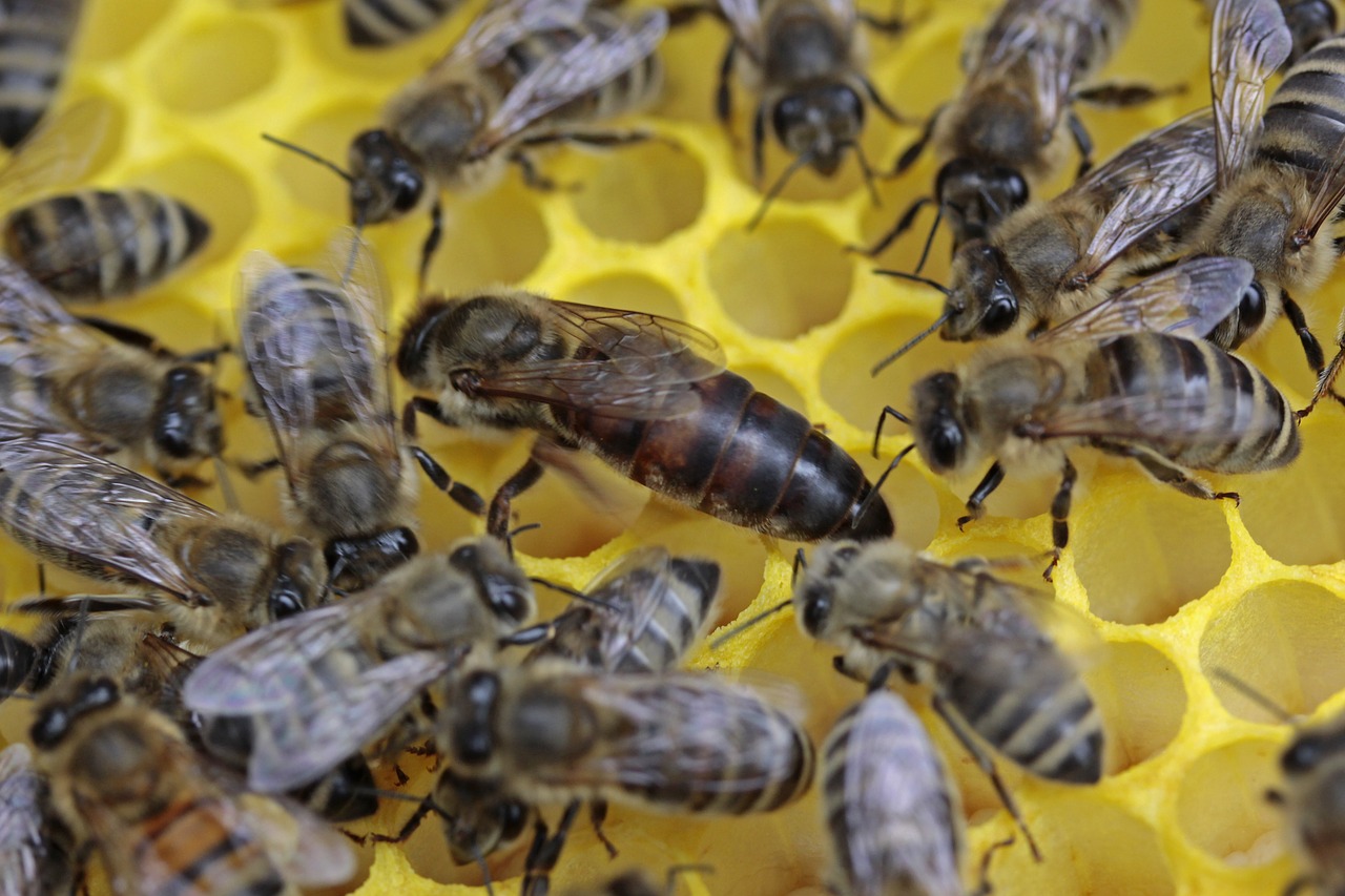 bees queen honeycomb free photo