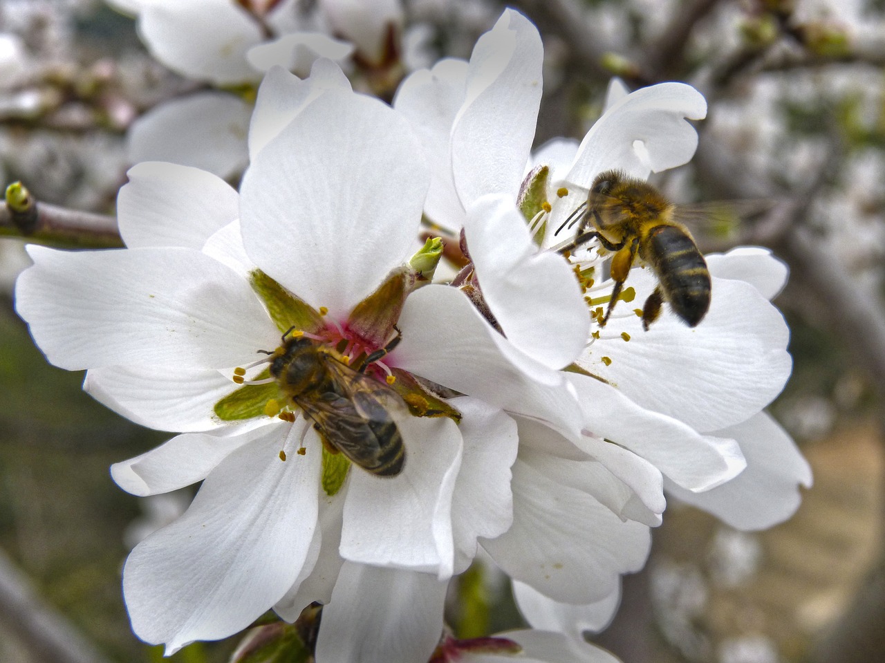 bees libar almond flower free photo