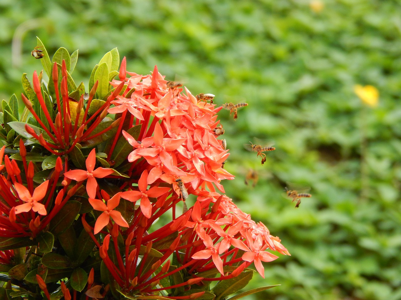 bees honey flower free photo