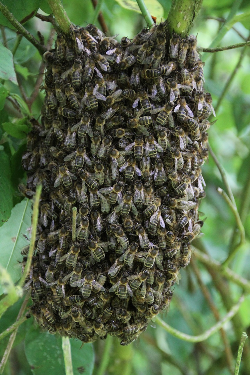 bees swarm of bees pollinator free photo