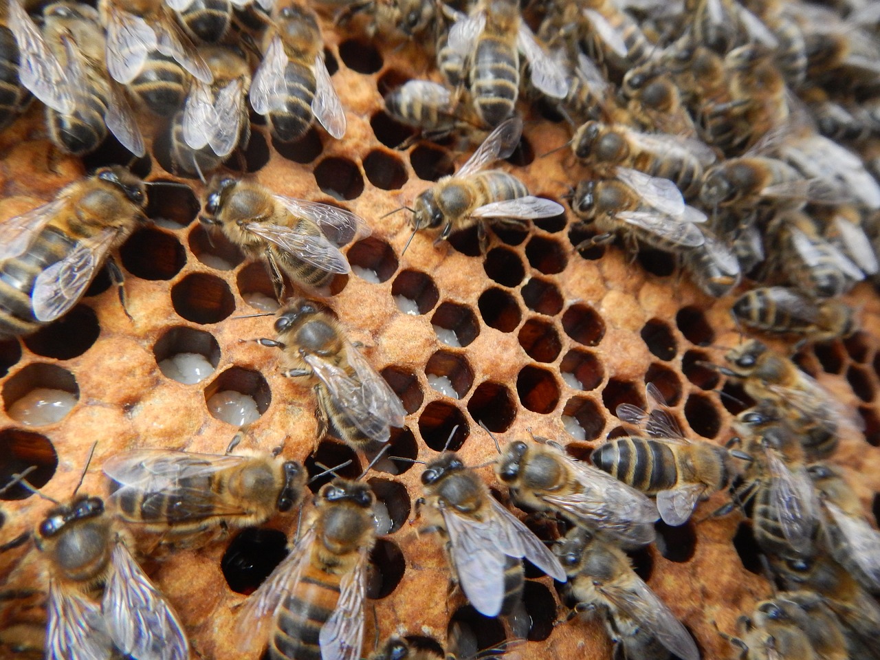 bees larvae breeding free photo