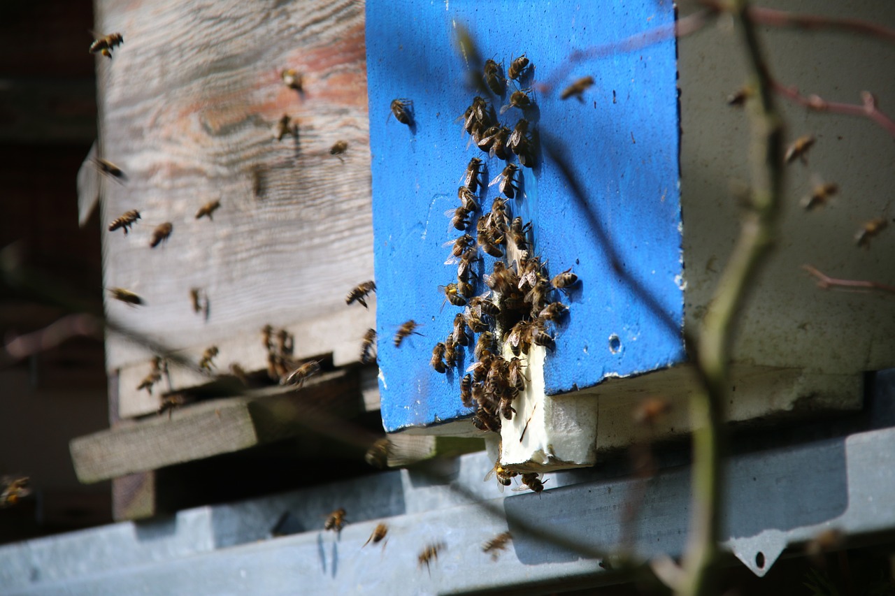 bees essain honey free photo