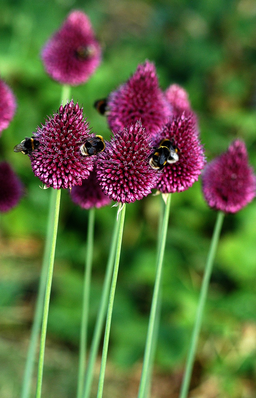 bees flower garden free photo