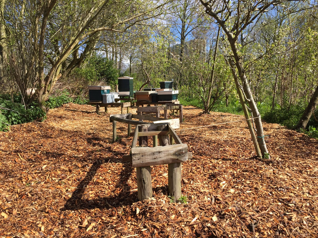 bees apiary bees tables free photo