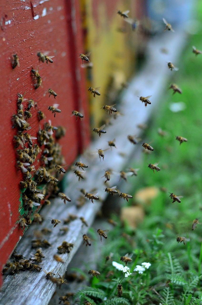 bees hive flight free photo