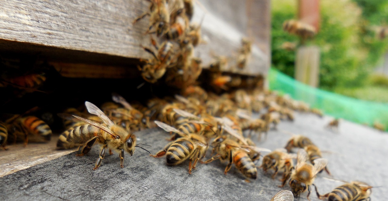 bees hive beehive free photo