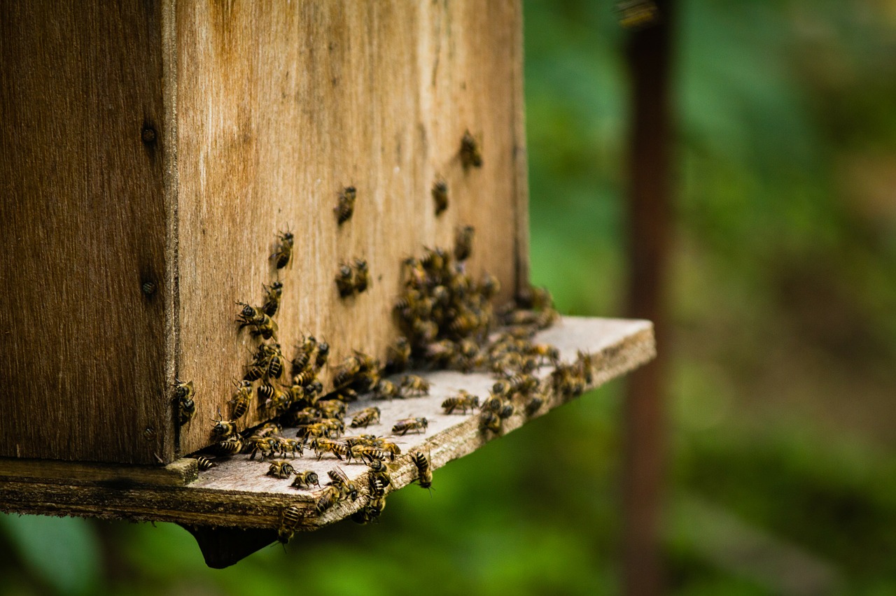 bees beekeeping insect free photo