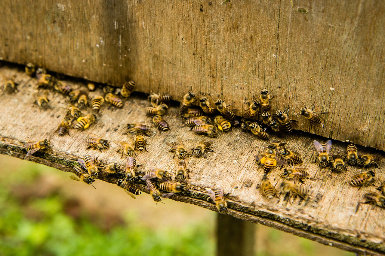 bees beekeeping insect free photo