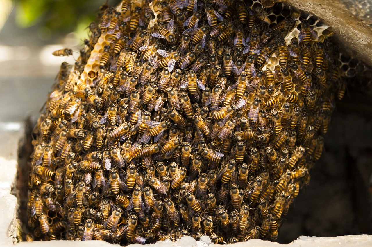 bees hive honey free photo