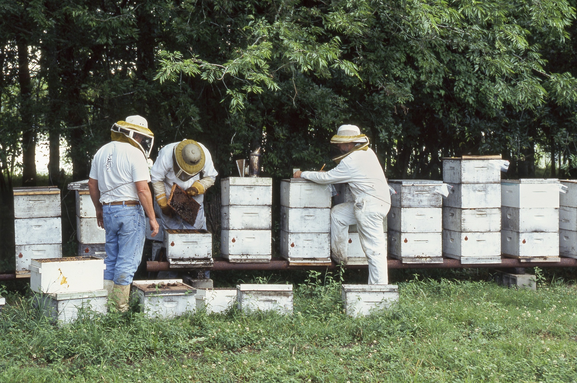 honey bees honeycomb hive free photo
