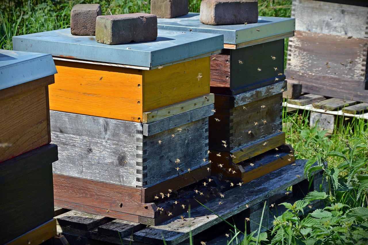 bees beehive honey bees free photo