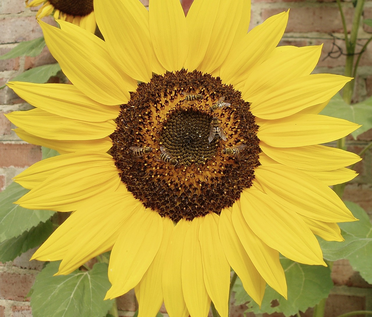 bees pollinate sunflower free photo