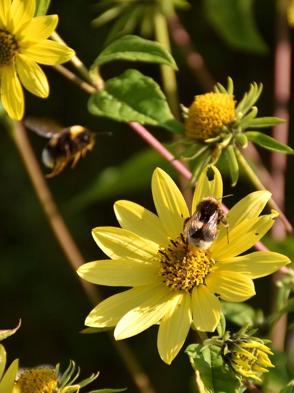 bees blossom bloom free photo