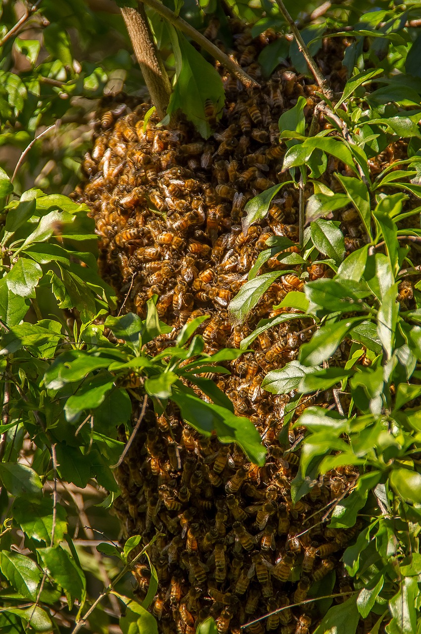 bees swarm swarming free photo