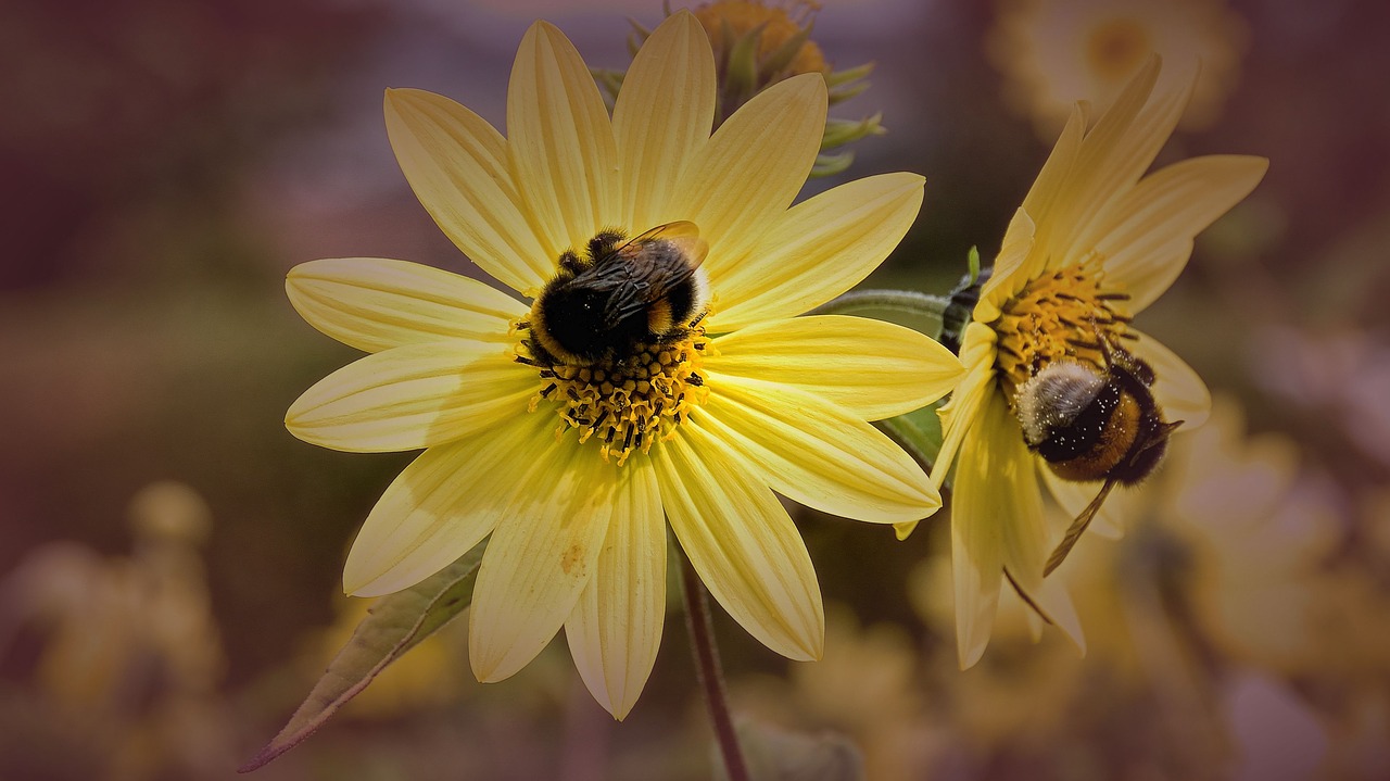 bees blossom bloom free photo